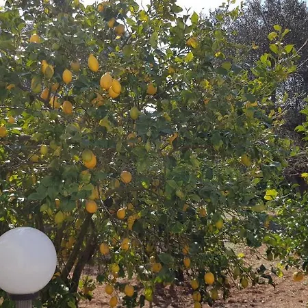 Stella - Salento Puglia